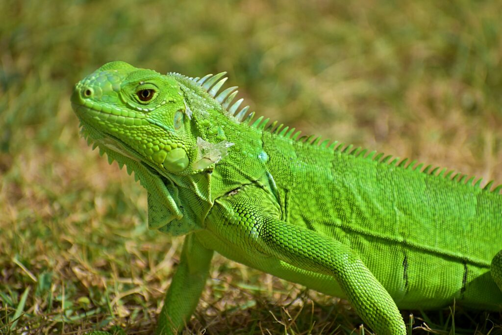 geico mascot