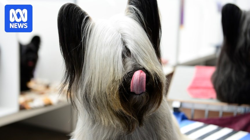 Dog breeds can go extinct, and the reasons vary from fashion trends to job loss