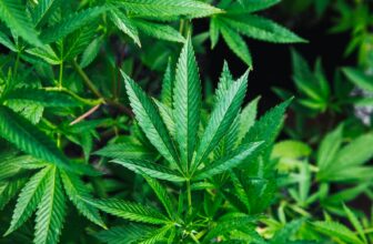 green cannabis plant close-up photography