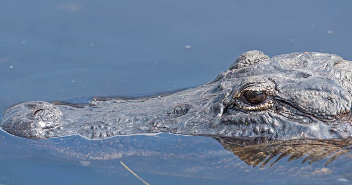 Urlhttps3a2f2fewscripps.brightspotcdn.com2f832f512fffd433b341619a1ea28ba90fd2e32falligator.png
