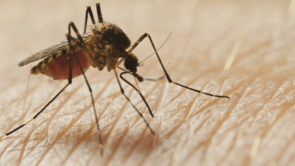 Maryland confirms first human case of West Nile Virus this year https://internetconnectz.com/trendy-health-connectz/page/5/