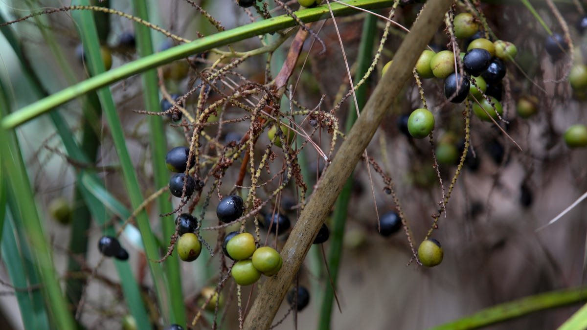 Detectives arrest 11 related to illegal palmetto berry harvesting