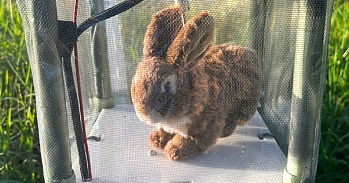 Robot rabbits the latest tool in Florida battle to control invasive Burmese pythons in Everglades