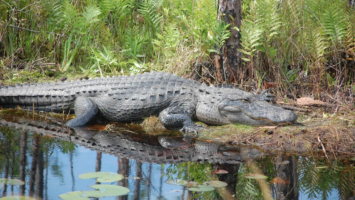 Top 5 rivers with the most alligators