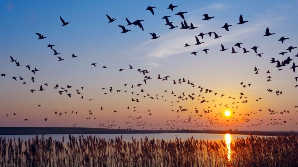 Scientists uncover stunning trend after tracking bird migrations: ‘It was spectacular’