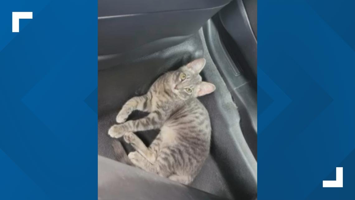 Cat stuck in hot car at Clearwater Beach saved by police