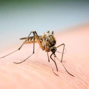 West Nile virus detected in Ionia County, marking county’s first 2025 case