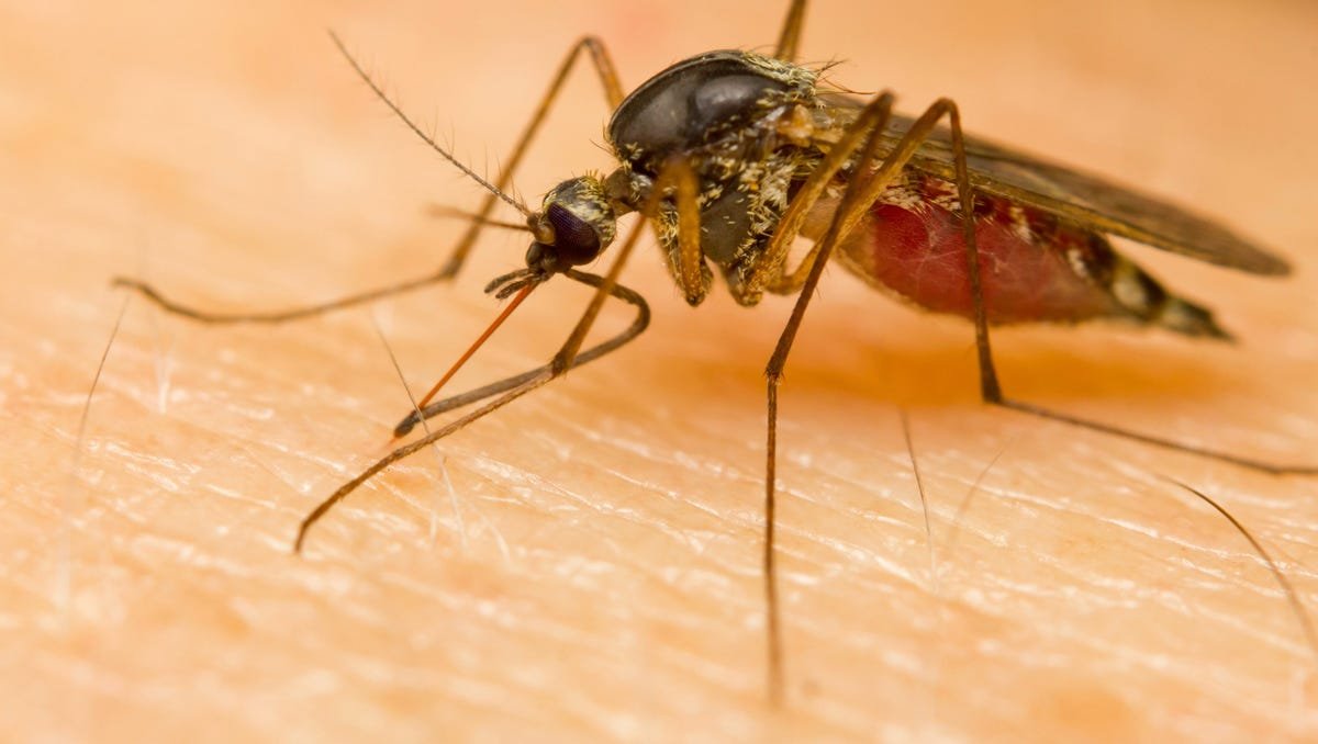 West Nile virus symptoms include head and body aches, vomiting, rashes