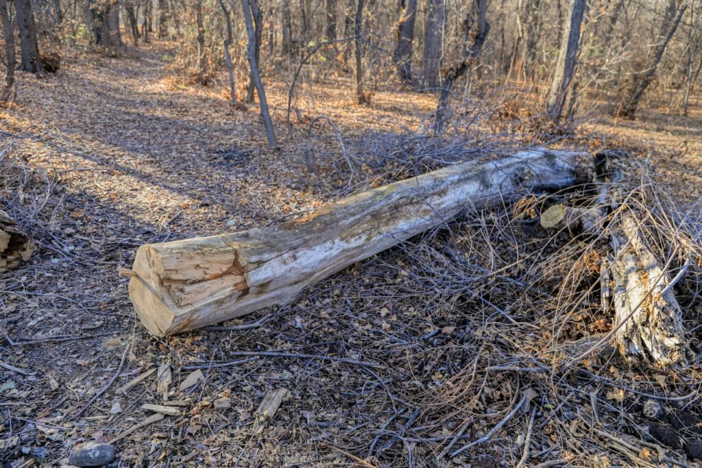 a fallen tree in the middle of a forest