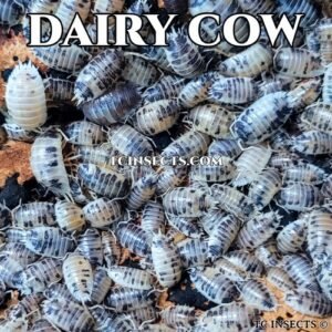 100+ Dairy Cow Isopods For Sale •  Bulk Isopods For Bioactive
