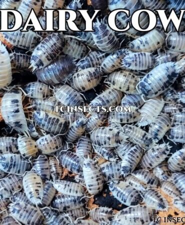 100+ Dairy Cow Isopods For Sale •  Bulk Isopods For Bioactive
