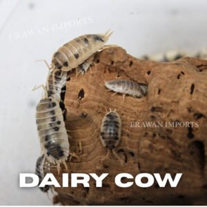 100+ Dairy Cow Isopods For Sale • Bulk Isopods For Bioactive | FEEDERS