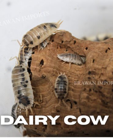 100+ Dairy Cow Isopods For Sale • Bulk Isopods For Bioactive | FEEDERS