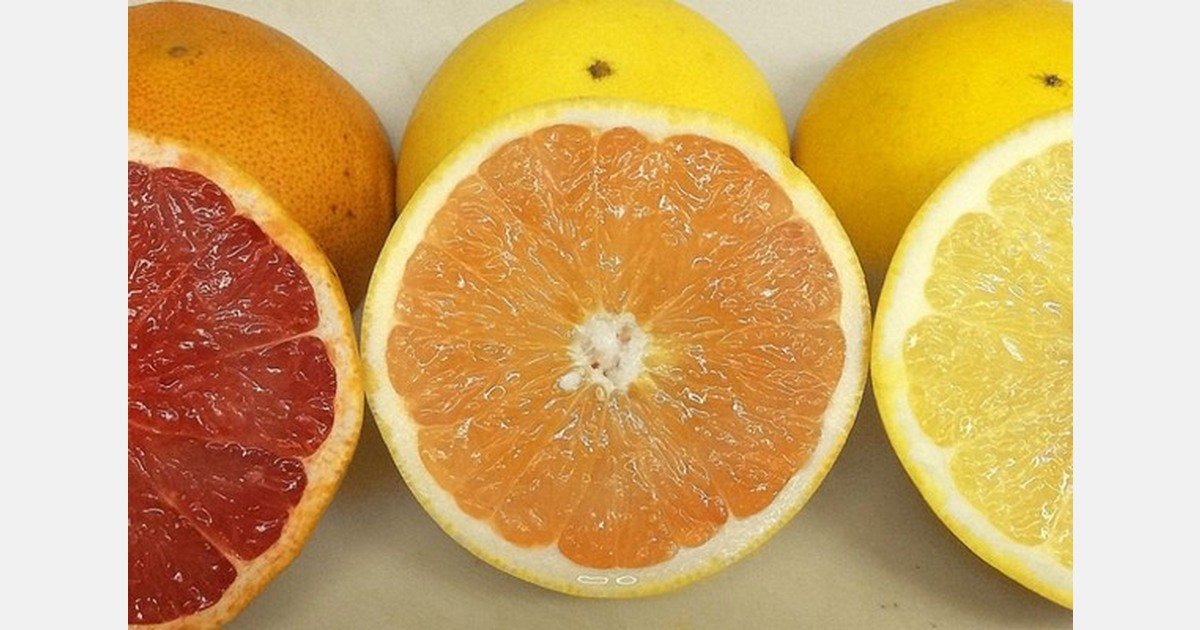 1758776886.jpeg Better 2025 grapefruit crop expected from Florida