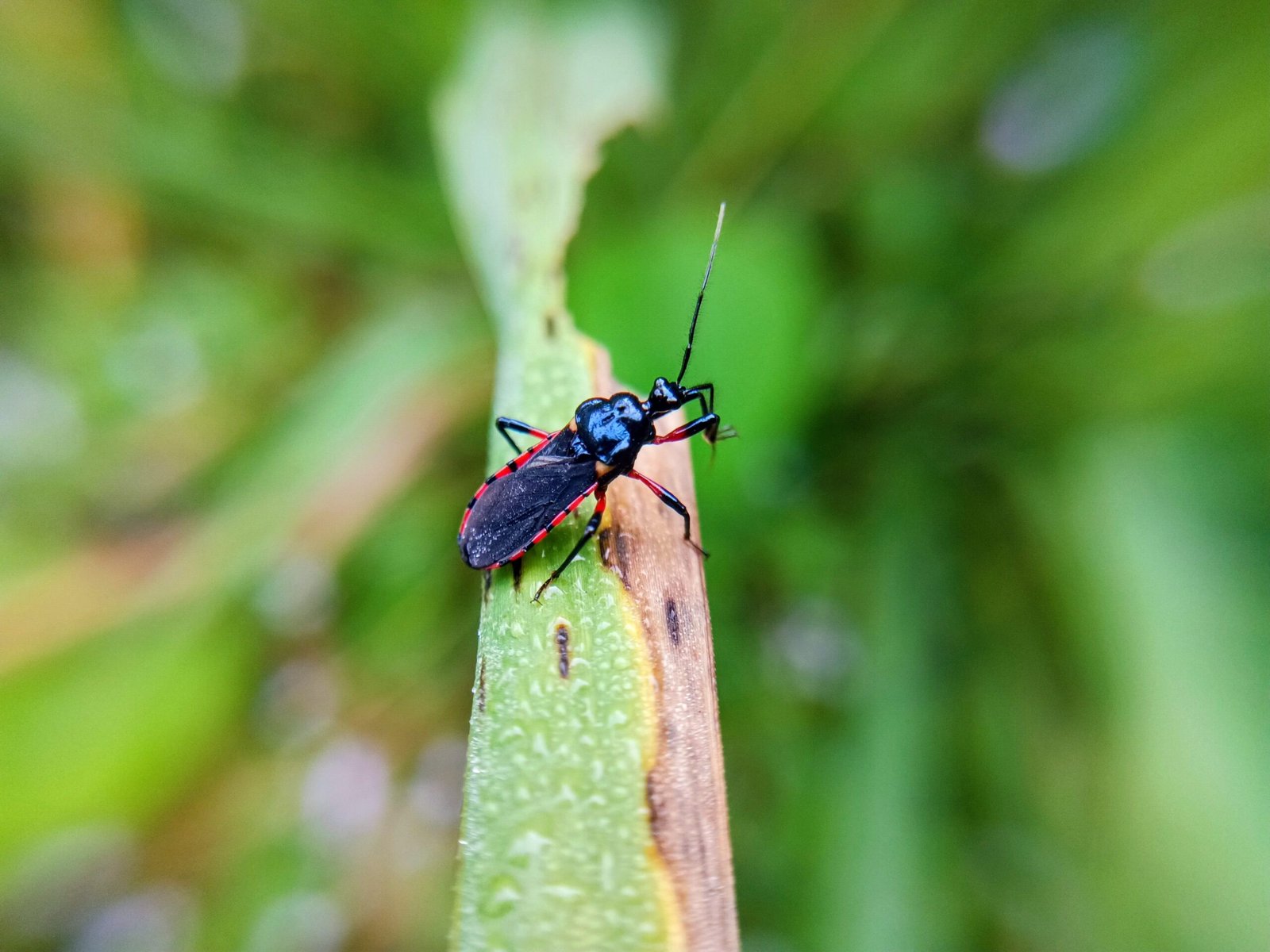 What Pharmacists Should Know as Chagas Disease Circulates in the US https://internetconnectz.com/trendy-health-connectz/