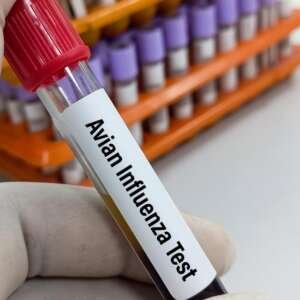 Bird flu in Henry County backyard flock | What to know