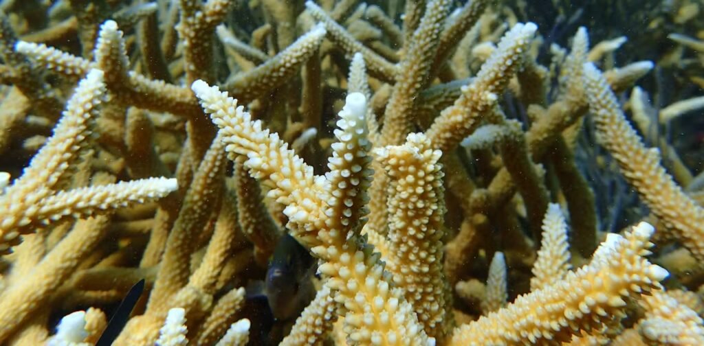 2 iconic coral species are now functionally extinct off florida,