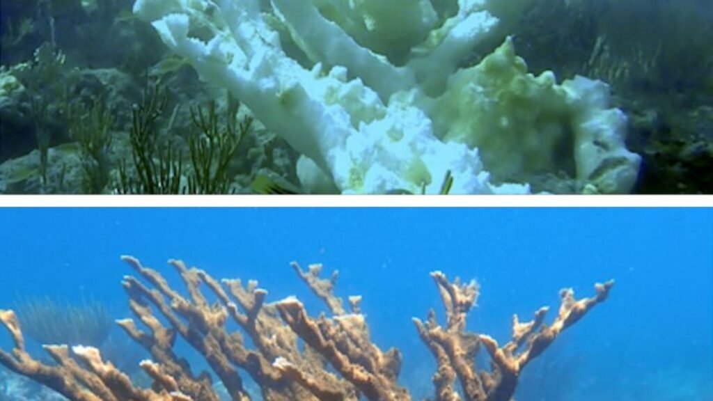 Critical florida corals now ‘functionally extinct’