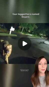 Dog runs to deputy, saves 86 year old woman in chalamar, florida