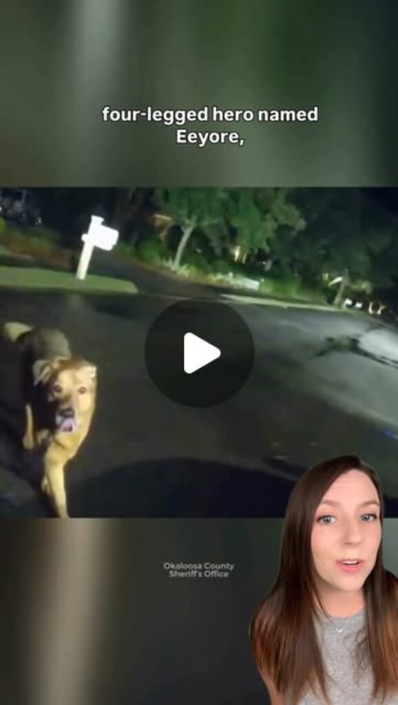 Dog runs to deputy, saves 86 year old woman in chalamar, florida