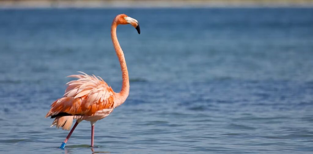 Flamingos are making a home in florida again after 100