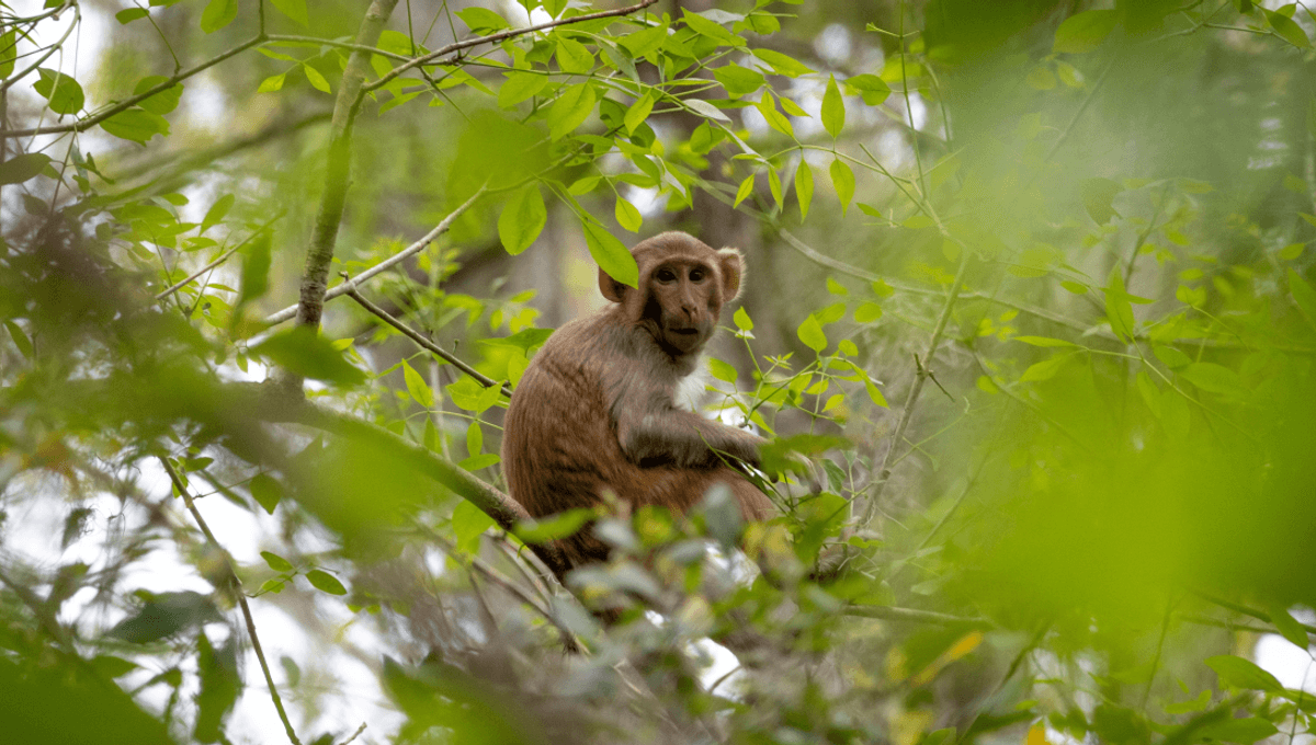 Why are there monkeys in florida? it goes back to