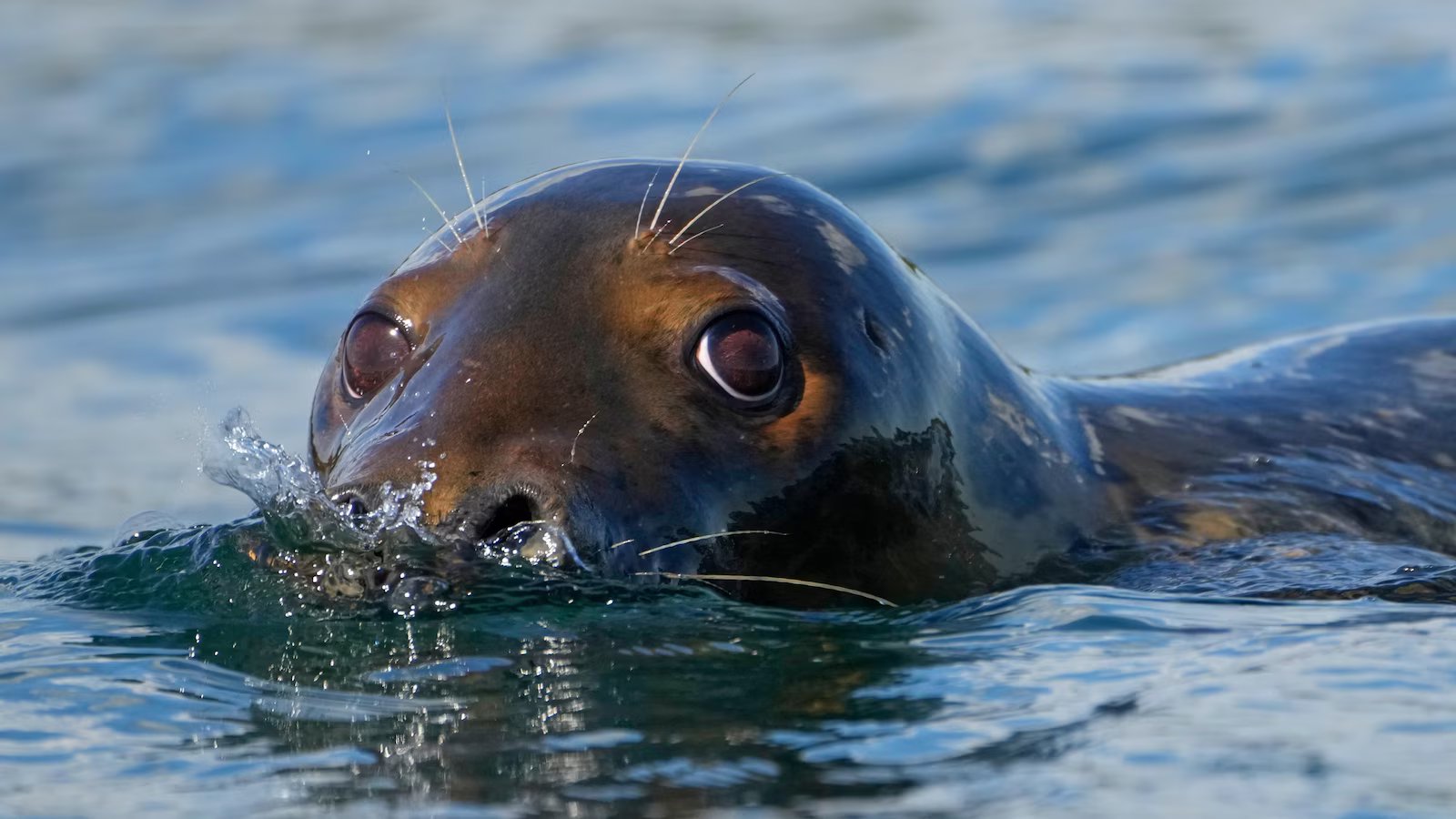 Republicans try to weaken 50-year-old law protecting whales, seals and polar bears