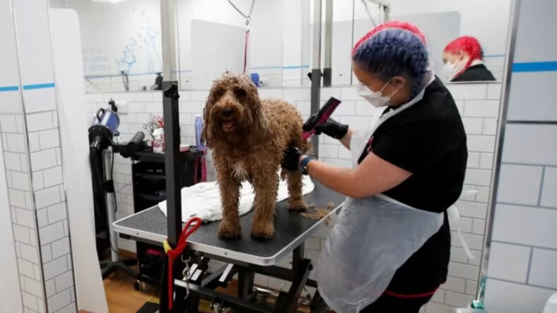 Pets at Home chews through investors’ goodwill