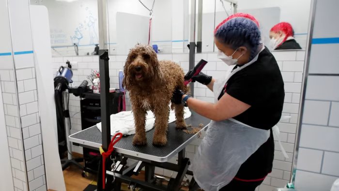 Pets at Home chews through investors’ goodwill