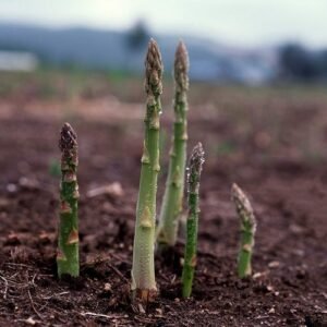 Asparagus Seeds, UC 157 F2, Hybrid, Most Popular Planting Asparagus, FREE SHIP