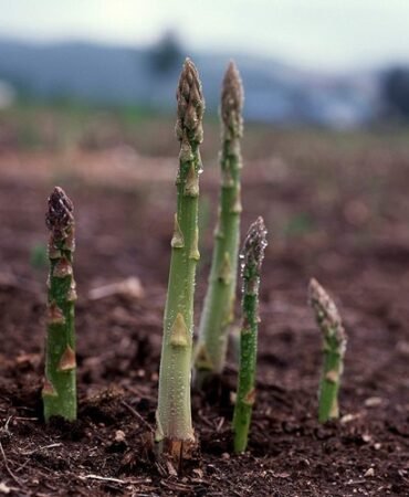 Asparagus Seeds, UC 157 F2, Hybrid, Most Popular Planting Asparagus, FREE SHIP