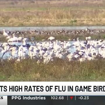 Avian flu detected in migratory birds in SWLA