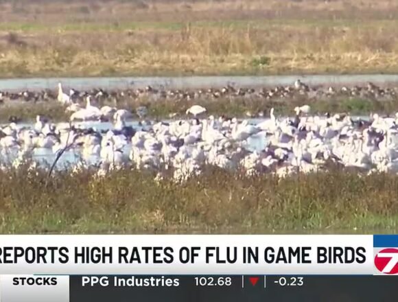 Avian flu detected in migratory birds in SWLA