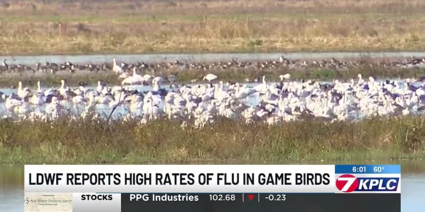 Avian flu detected in migratory birds in SWLA