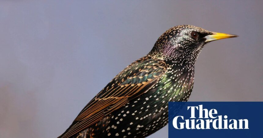 Streets named after birds in Britain on rise as species’ populations plummet | Birds