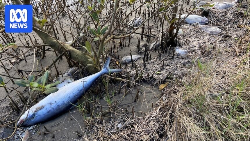 Delta Electricity found guilty over 2022 fish kill near its Vales Point Power Station