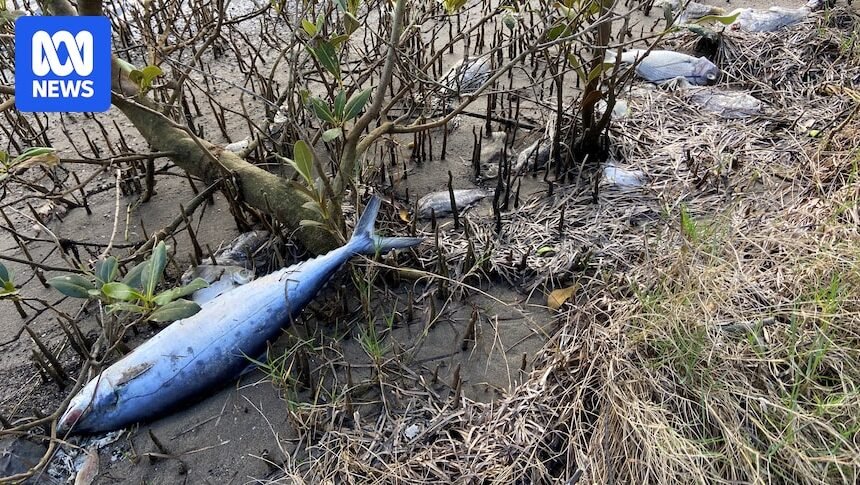 Delta Electricity found guilty over 2022 fish kill near its Vales Point Power Station