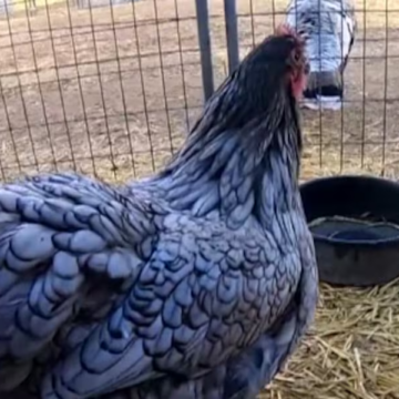 Kansas poultry owners urged to review safety measures as bird flu spreads