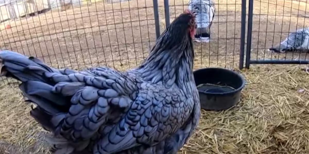 Kansas poultry owners urged to review safety measures as bird flu spreads