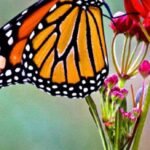 Browns will ‘be in a good place’ if they retain Kevin Stefanski as head coach