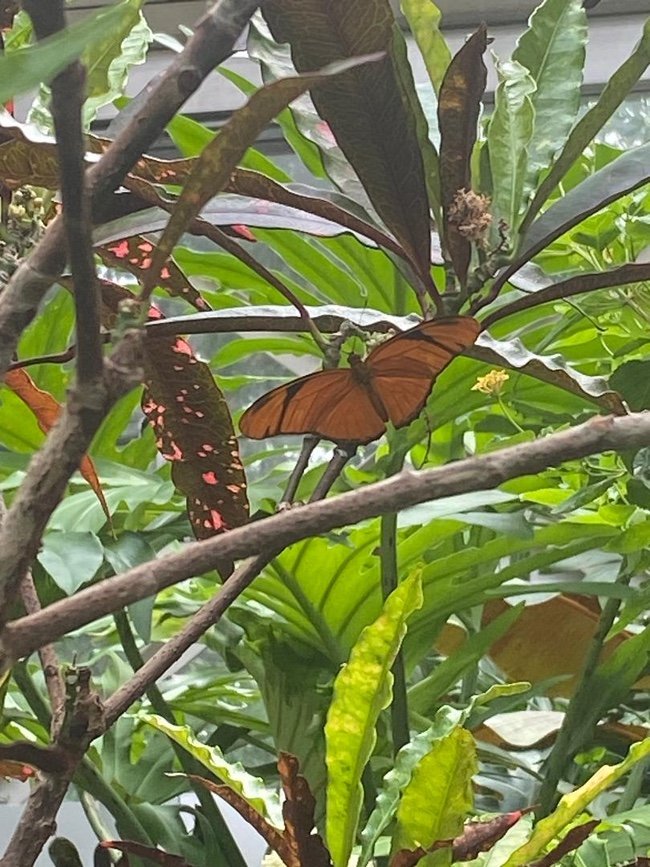 Butterflies.jpeg 2026 Is a Good Year to Do Your Part for the Environment by Claudia J. Taller