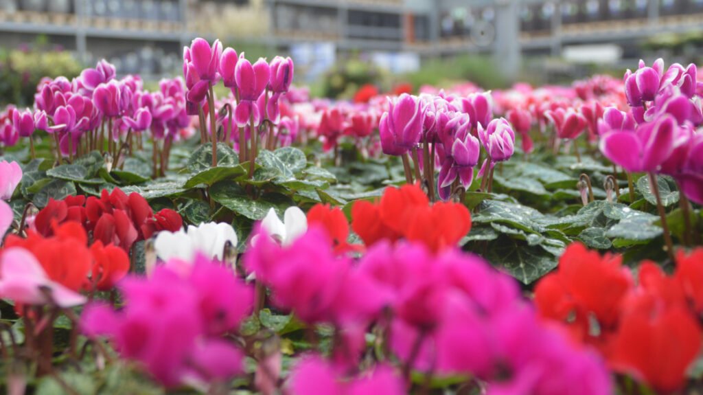 Garden and pet products decline in …