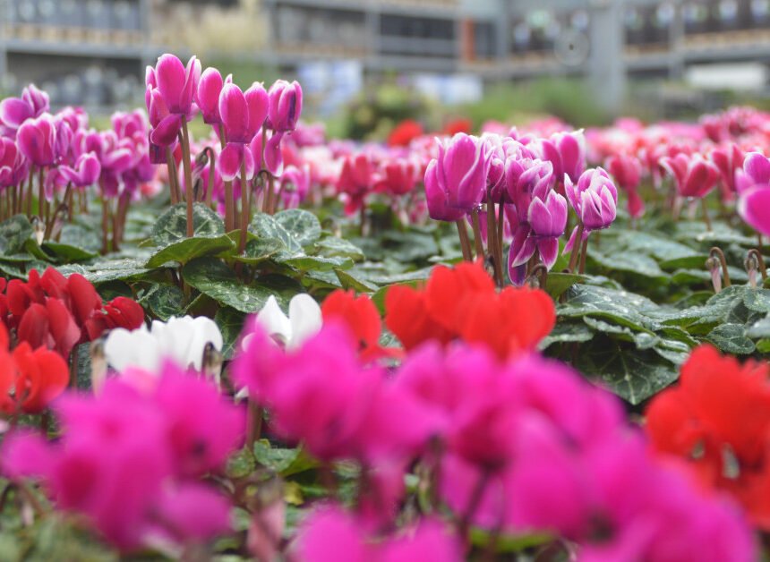 Garden and pet products decline in …