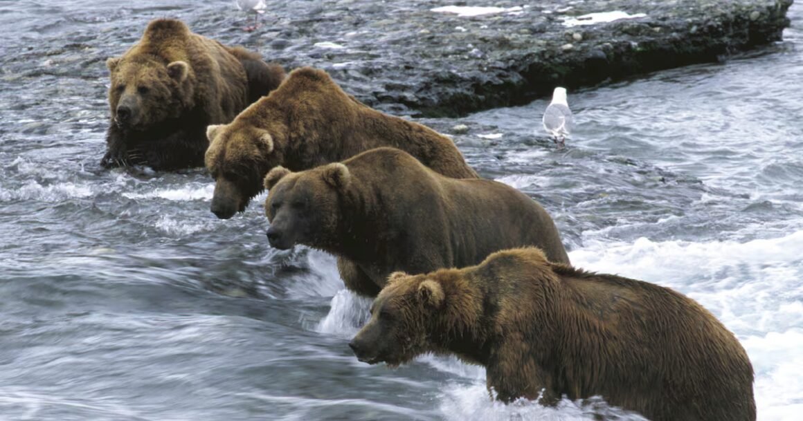 NZW7I2LVZFHYDFYKB5WSMX6XW4.jpg State considers more flexibility in air travel to McNeil bear sanctuary