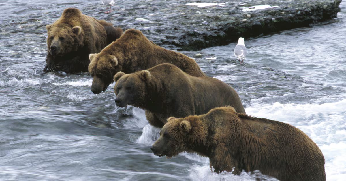 State considers more flexibility in air travel to McNeil bear sanctuary