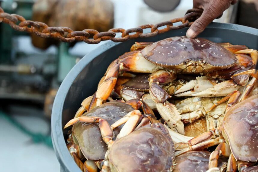 Bay Area’s commercial Dungeness crab season can start Jan. 5 — with limitations