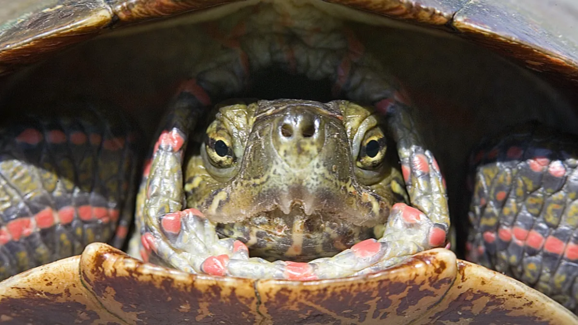 Butt breathing and 5 other ways animals stay warm in winter