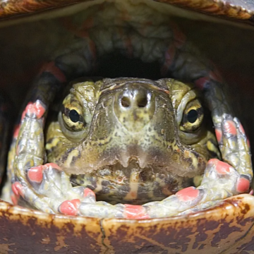 Butt breathing and 5 other ways animals stay warm in winter