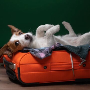 Managing the Logistics of Holiday Travel With Pets