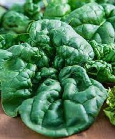 Premium Bloomsdale Spinach - Fresh Organic Heirloom Seeds - Most Popular Variety
